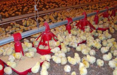 Особенности выращивания цыплят бройлеров в домашних условиях