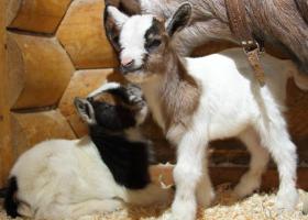Карликовые породы коз с фото и описанием Коза карликовая содержание в домашних условиях