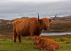 Высокогорный теленок, S Collecta Шотландский высокогорный скот