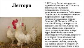 Курицы-несушки: породы, их описания с фото