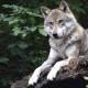 Волк – крупный хищник: описание жизни, как выглядит, фото, видео