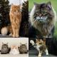 Все породы кошек с фотографиями и названиями