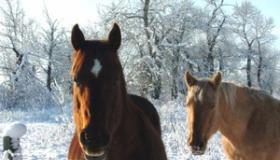 Красивые клички для лошадей: как лучше всего назвать коня?