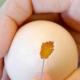 Сырое яйцо Можно ли вылечить гастрит сырыми куриными яйцами