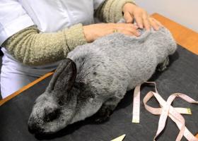 Кролик серебристый: описание породы, отзывы, уход