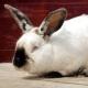 Чем лечить ринит у кроликов?