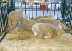 Овца куйбышевской породы – оптимальный выбор для выгодного бизнеса и домашнего хозяйства Овцы породы куйбышевская сколько дают ягнят