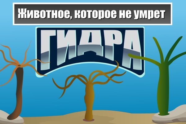 Найти ссылку на кракен