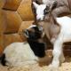 Карликовые породы коз с фото и описанием Коза карликовая содержание в домашних условиях
