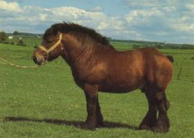 Лошадь владимирский тяжеловоз Владимирская тяжеловозная порода лошадей