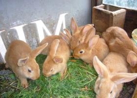 Выращивание кроликов бройлеров